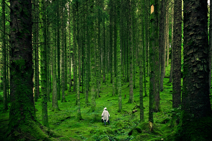 green forest
